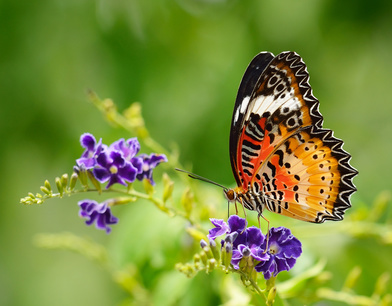 Schmetterlinge lieben Farben und Düfte ©amphaiwan_fotolia.com